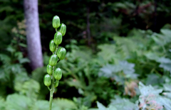 オオウバユリの実