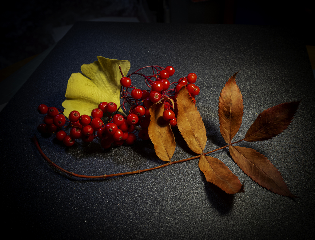 街路樹の落とし物