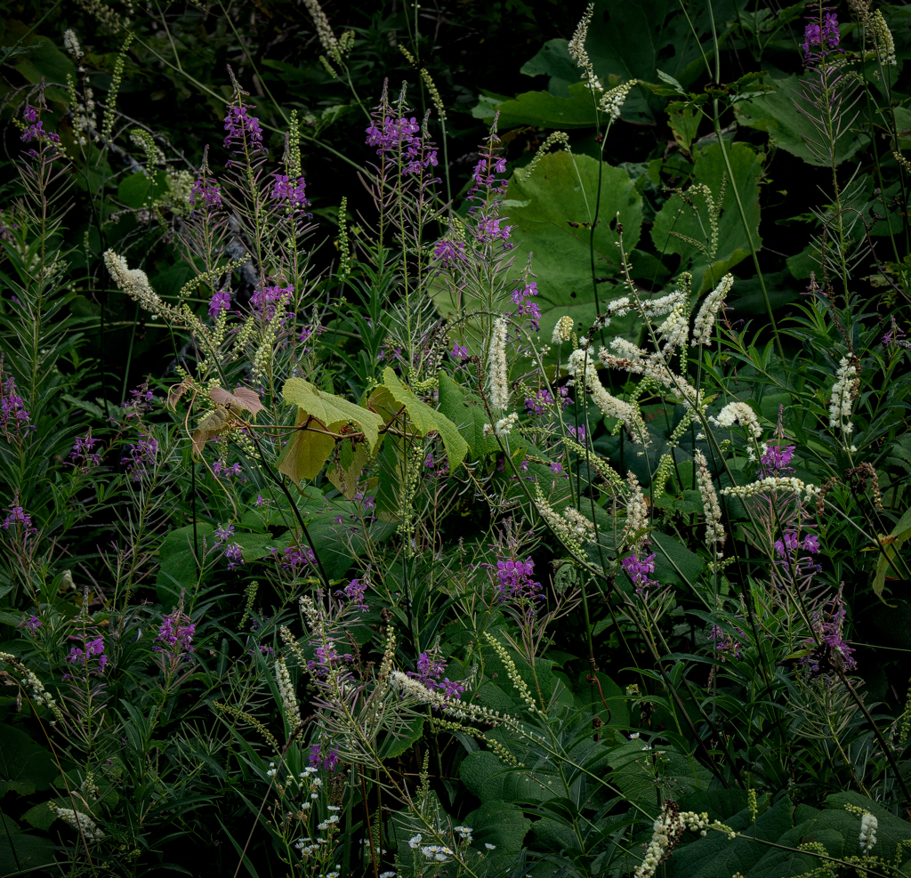 野の花いろいろ