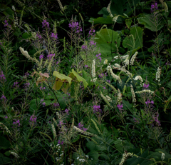 野の花いろいろ