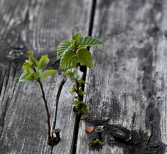ハンノキに添う柳