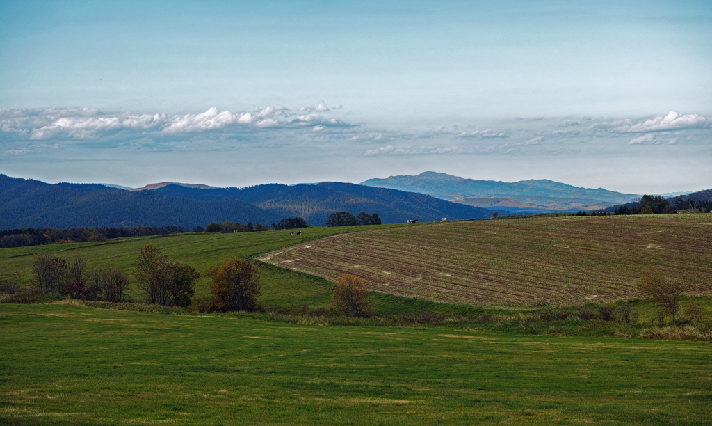 午後の高原牧場 5