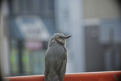 窓越しから　こっそり D