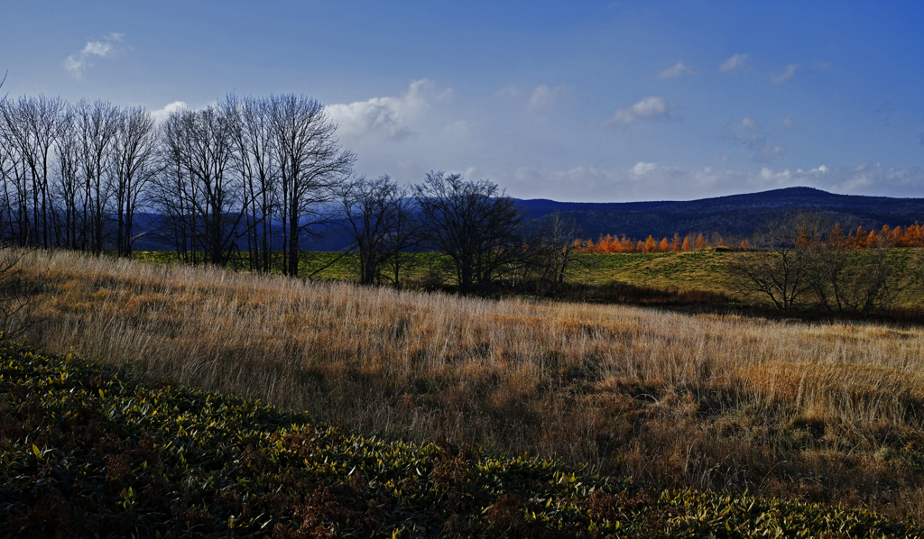 カラ松燃ゆるころ