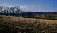 カラ松燃ゆるころ