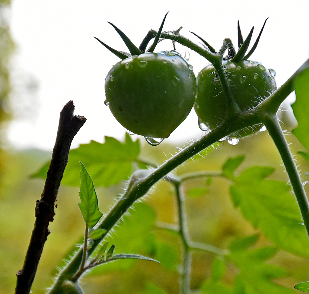 雨上がり　 赤くなりたや　リンゴのように
