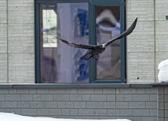 嫌われもの　でも