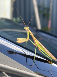 オオカマキリ