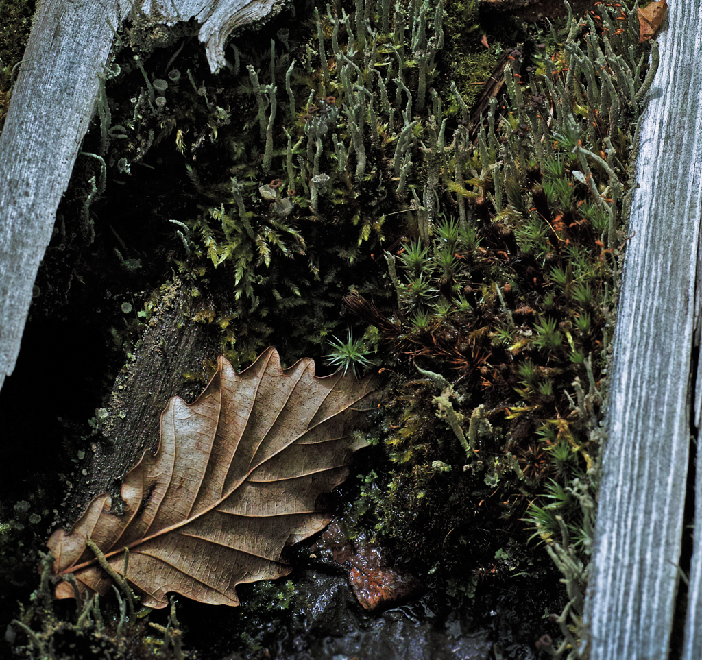 カシワ葉と苔たち