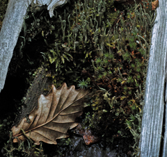 カシワ葉と苔たち