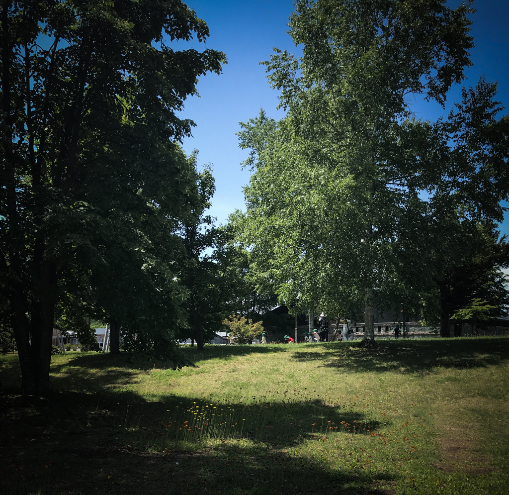 コウリンタンポポと子供たち