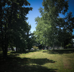 コウリンタンポポと子供たち