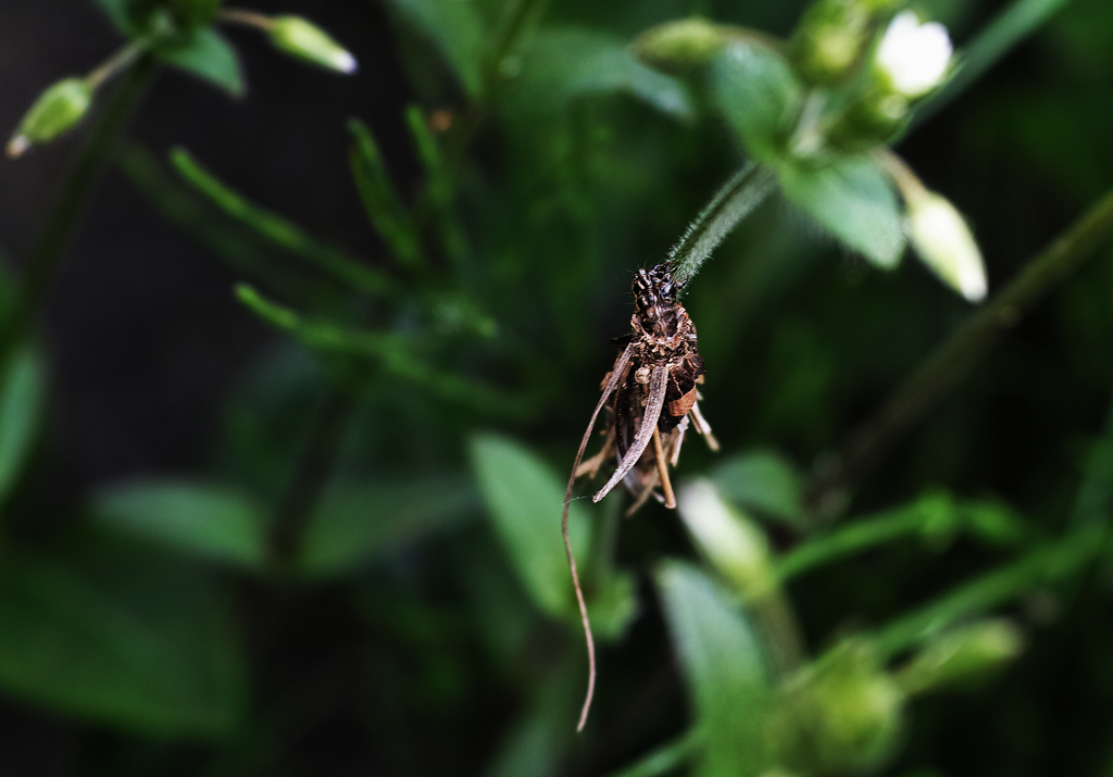 ミノムシの正体