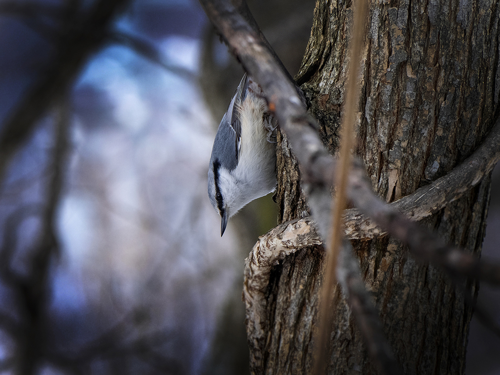 春ですね！野鳥さんC