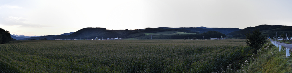 暮れるトーキビ畑