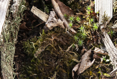 苔と枯葉