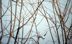 シマエナガ飛んだ