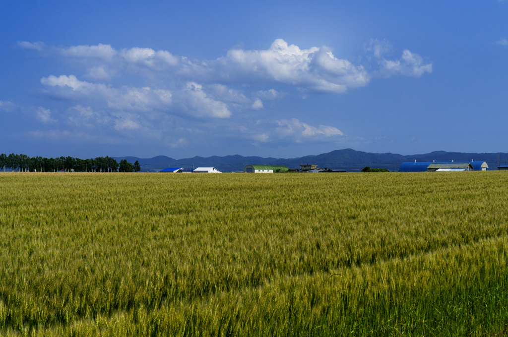 サワサワの麦畑
