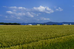 サワサワの麦畑