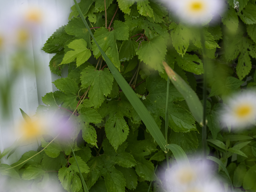 ボケ役のハルジオン