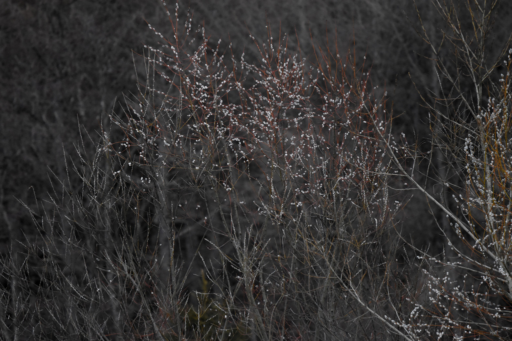 桜はいつ！madamada