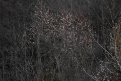 桜はいつ！madamada