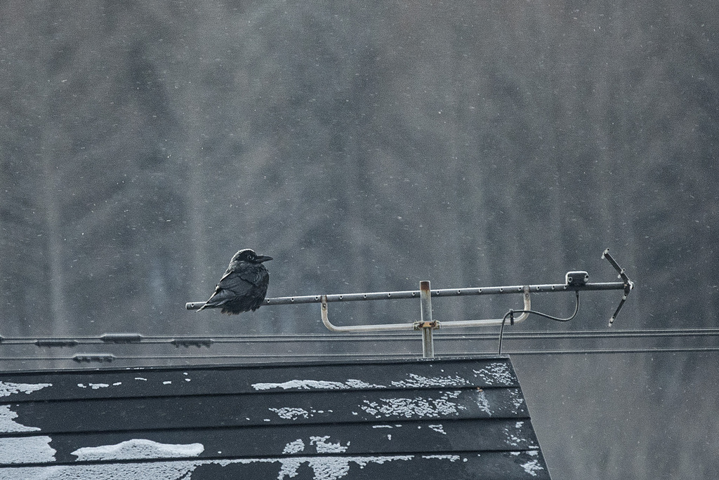 カラス白く凍れる　