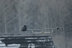 カラス白く凍れる　