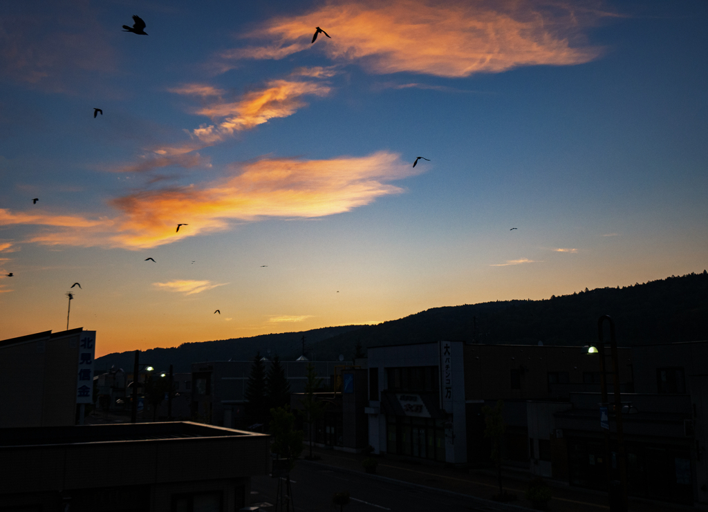 日の出に騒ぐカラスたち