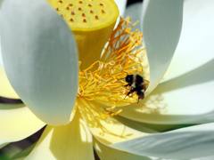 さっぽろ　北大植物園にて