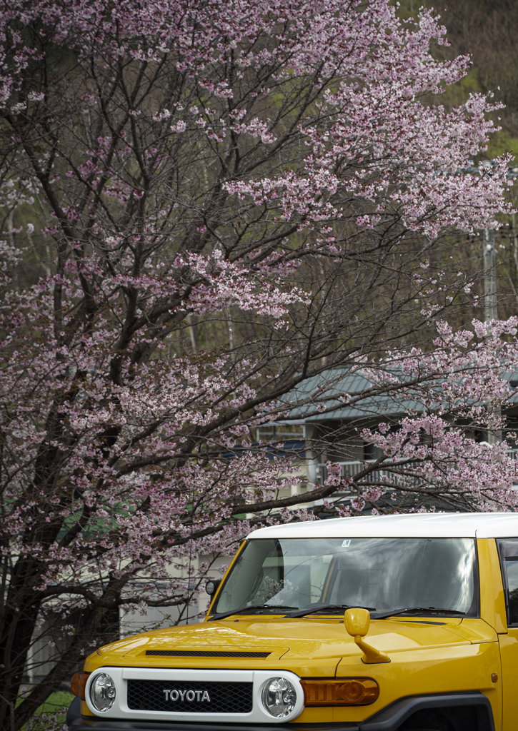 黄色よりピンクが素敵