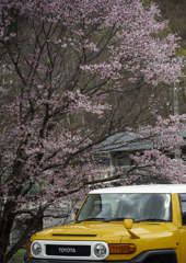 黄色よりピンクが素敵