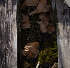 枯葉の居場所