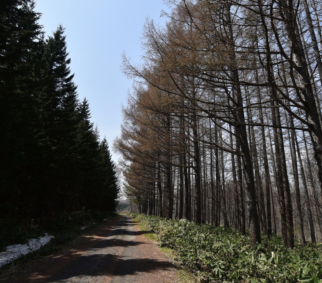 カラ松の芽吹き