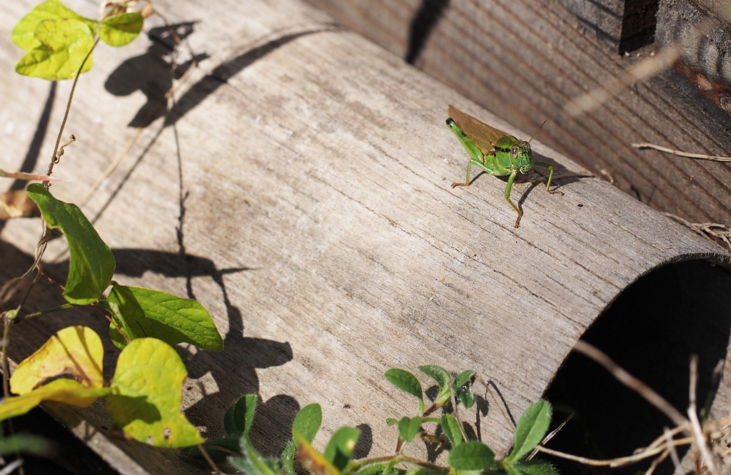 秋の陽だまりさ～