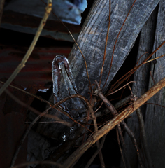 小枝のツララ C