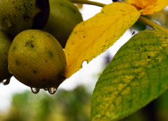 クルミに雫