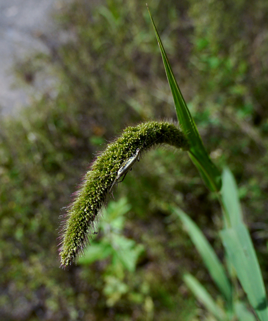 わたしの好物これ