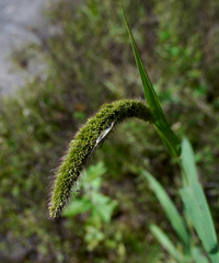 わたしの好物これ