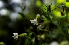 待宵仙翁matsuyoisennou