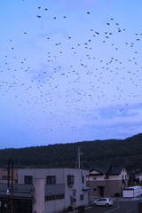 たそがれのカラスたち