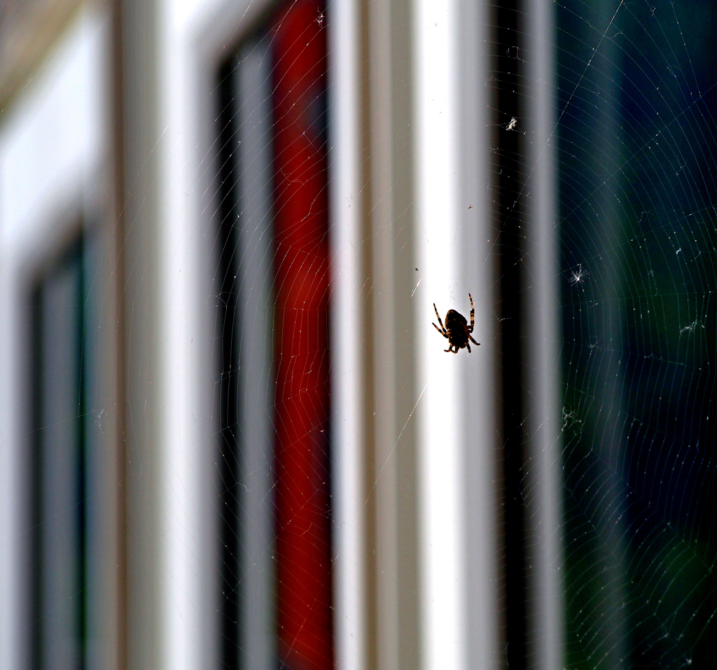 小さくても嫌い