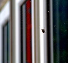 小さくても嫌い