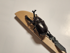 北のカブトムシ A