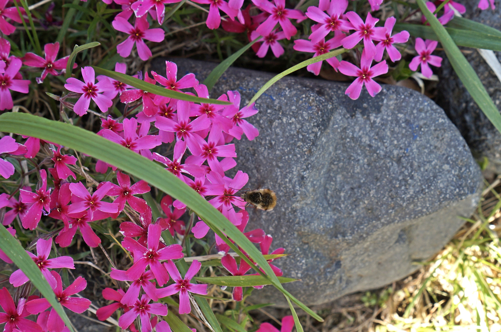 ビロードツリアブ2