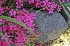 ビロードツリアブ2