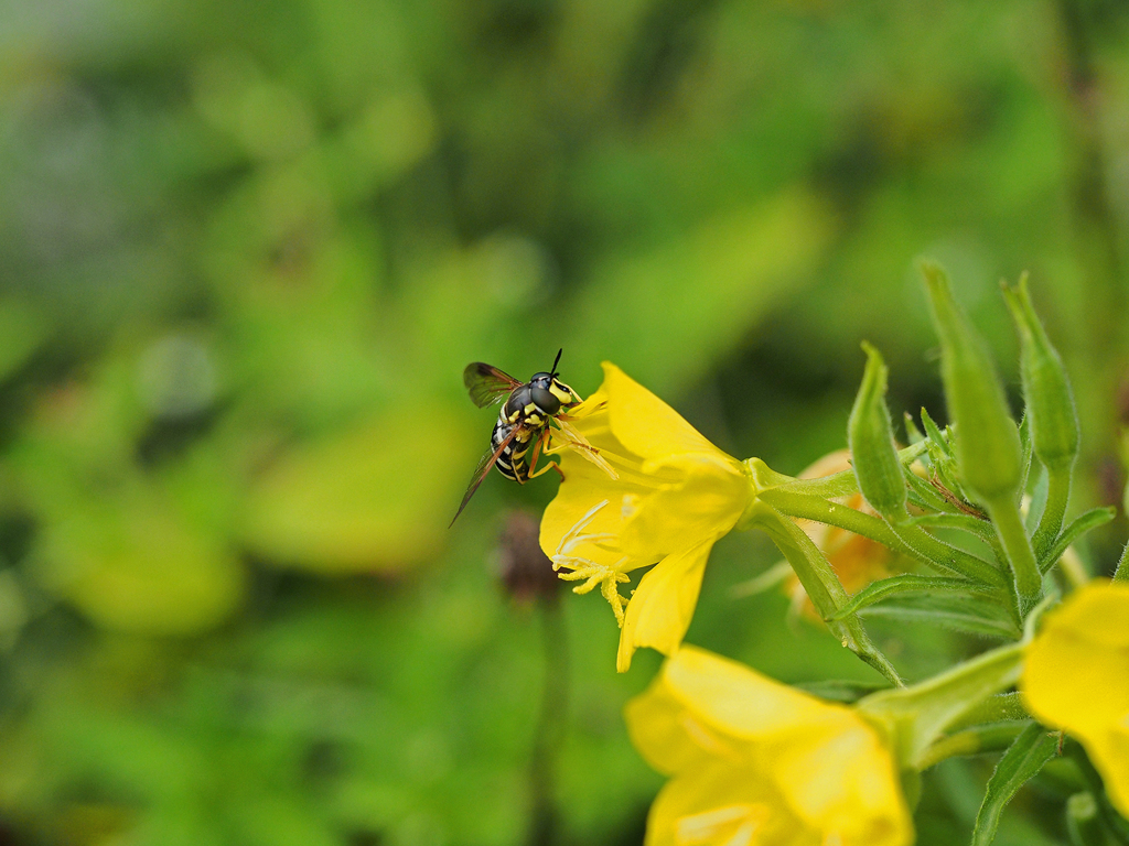 ハナアブM1000667