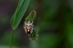 またまた　へっこき