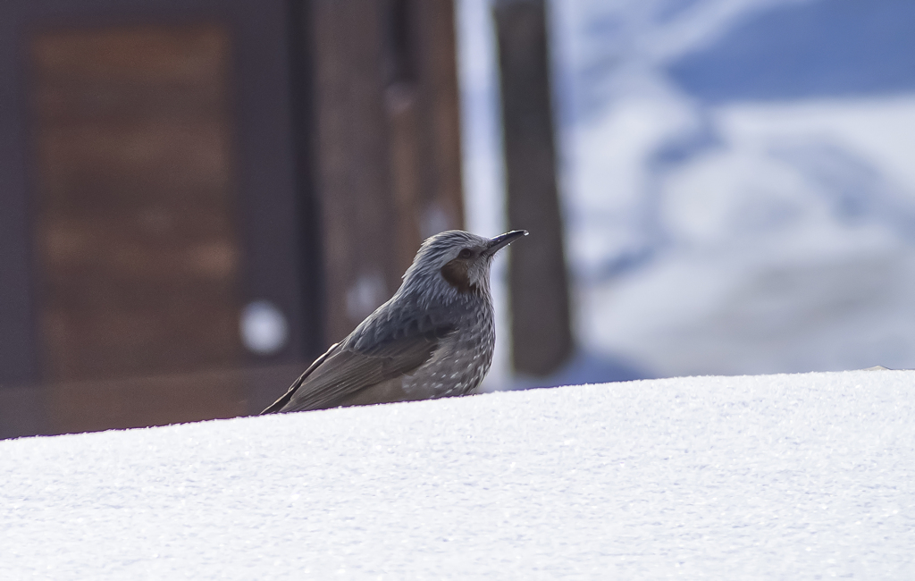 ベランダの小屋根に