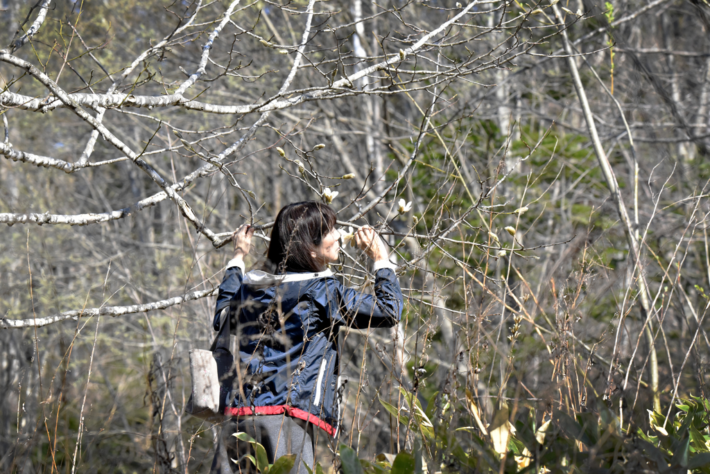 北コブシの香り